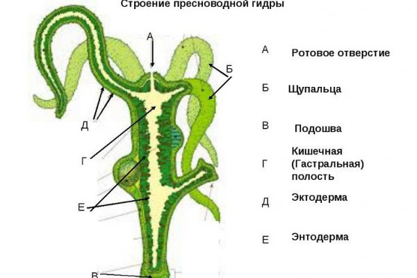 Кракен открылся